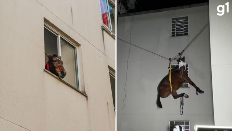 Bombeiros resgatam cavalo que estava há 10 dias em prédio