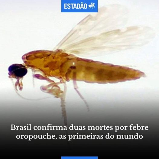 Ministério da Saúde confirma duas mortes por febre oropouche no País, as primeiras do mundo